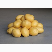 Продам картофель семенной от ранних до поздних сортов. В наличии 20 сортов. Розница и опт
