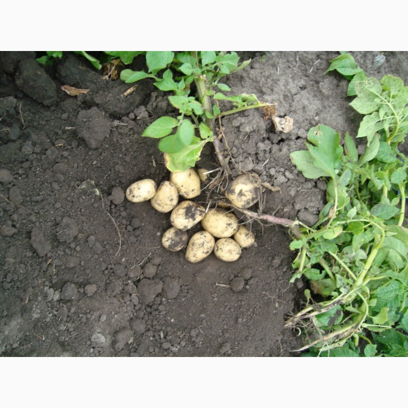Фото 9. Продам картофель семенной от ранних до поздних сортов. В наличии 20 сортов. Розница и опт