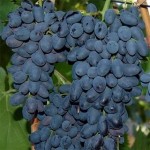 Купим крупным оптом синий виноград