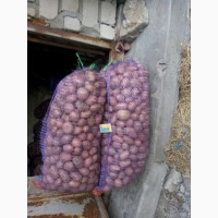 Продам посадкову картоплю Еволюшн