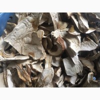 Продам Карпатські білі сушені гриби