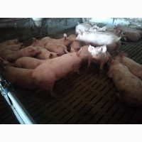 Закуповуем свиней живым весом от 110 до 130 кг