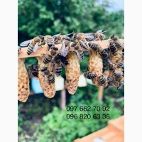 Бджоломатки Української степової плідні мічені