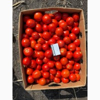 Продам помидор, сорт Асвон, Днепр область, Магдалиновка
