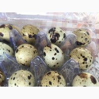 Продам инкубационные яйца перепела Феникс, Техассец, Английский Черный