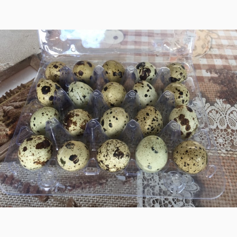 Фото 2. Продам инкубационные яйца перепела Техассец, Фараон