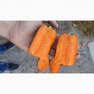 ФГ реалізує моркву Н/с