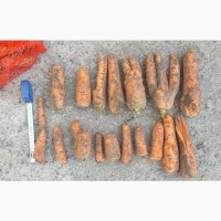 ФГ реалізує моркву Н/с