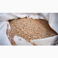 Закупляємо пшеницю ( 2/3/4 клас) Полтавська область