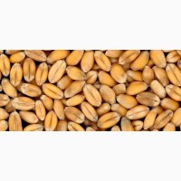 Пшениця білок 10, 8