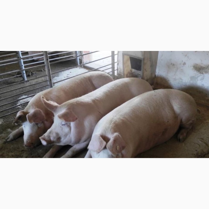 Фото 2. М#039;ясні свині свині живою вагаю