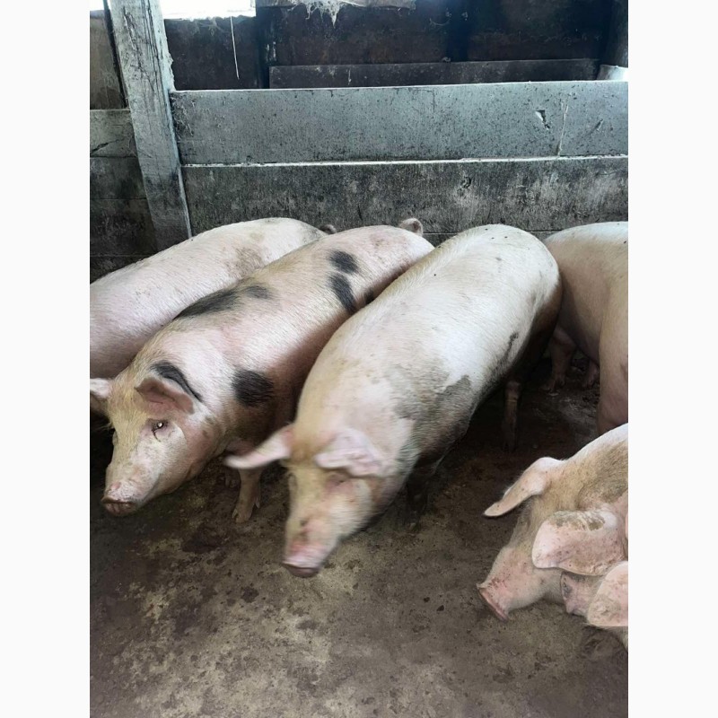 Фото 4. М#039;ясні свині свині живою вагаю
