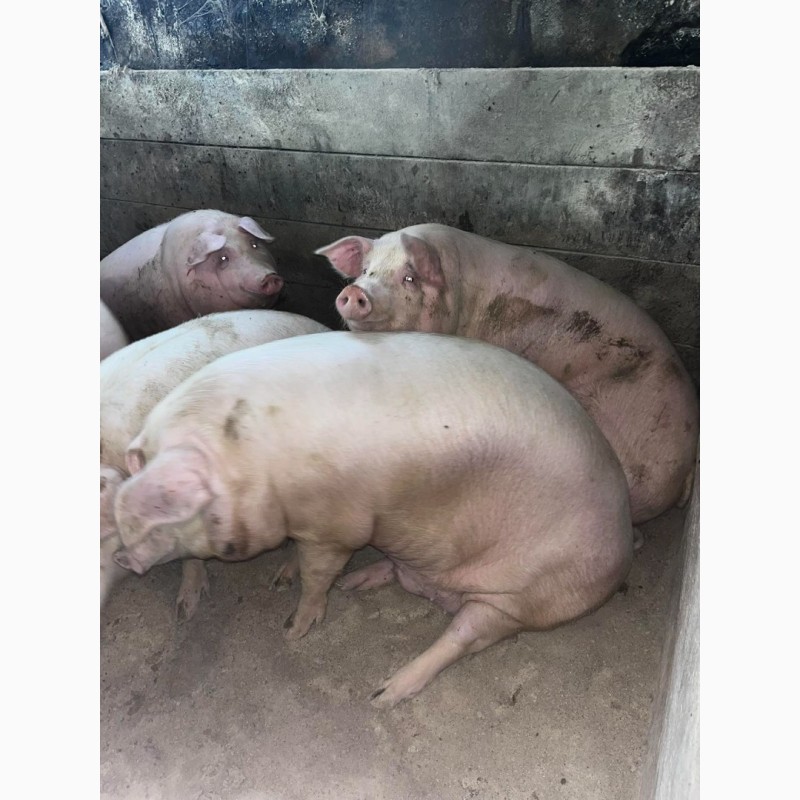 Фото 5. М#039;ясні свині свині живою вагаю