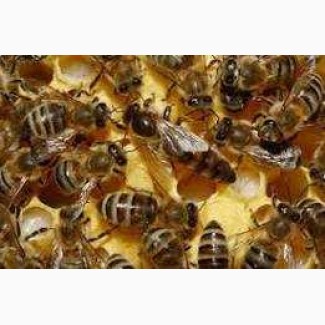 1200 бджолопакети карпатка Вучківський тип