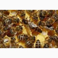 1200 бджолопакети карпатка Вучківський тип