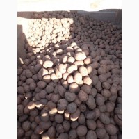 Продам посадкову картоплю біларосу оптом, від 5 тон