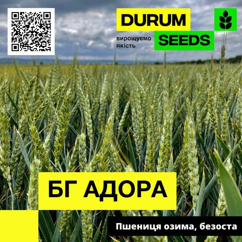 Фото 2. Насіння пшениці Durum Seeds 2024 - Оригінатор - Biogranum, Сербія