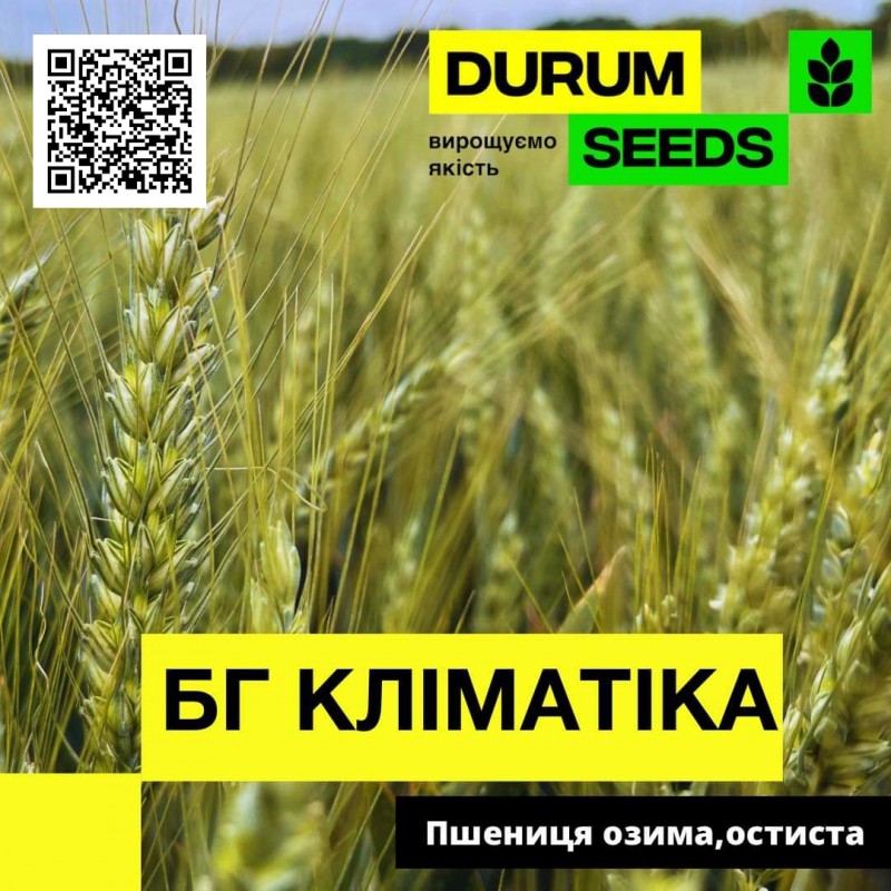 Фото 3. Насіння пшениці Durum Seeds 2024 - Оригінатор - Biogranum, Сербія