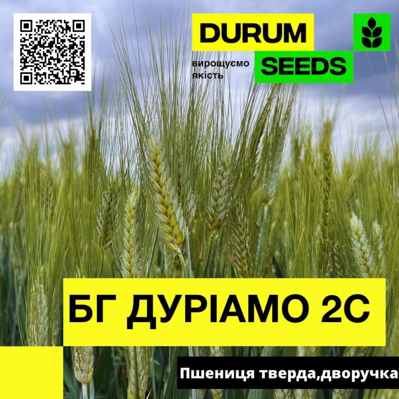 Фото 6. Насіння пшениці Durum Seeds 2024 - Оригінатор - Biogranum, Сербія