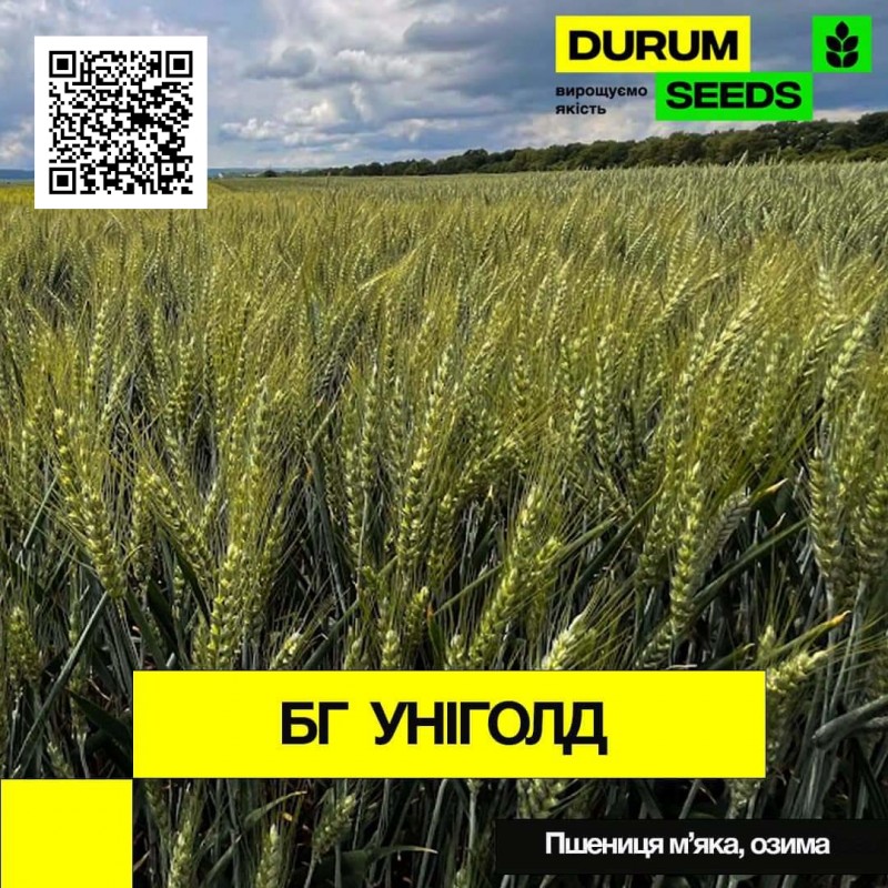 Фото 8. Насіння пшениці Durum Seeds 2024 - Оригінатор - Biogranum, Сербія