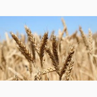 Продам пшеницу 2-3-4 класса по всей Украине и на экспорт