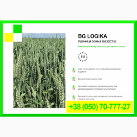 Насіння пшениці BG LOGIKA - Пшениця озима (безоста)