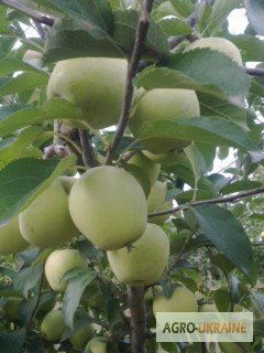 Фото 3. Продам яблоки