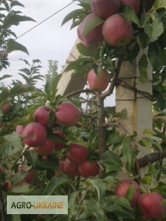 Фото 4. Продам яблоки