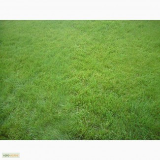 35грн/кг Газонная трава