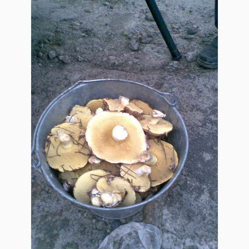 Фото 3. Продам грибы, маслята
