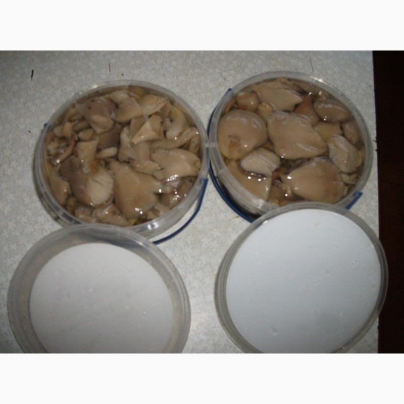 Фото 4. Купим грибы свежие и консервированные