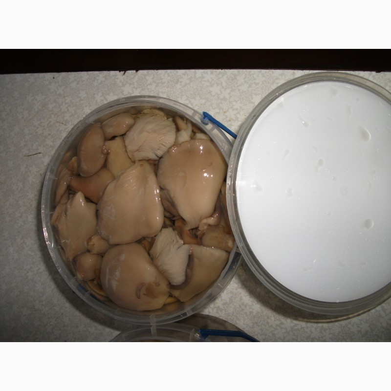 Фото 5. Купим грибы свежие и консервированные