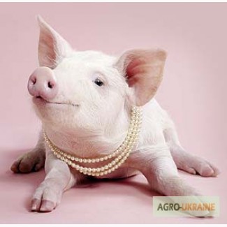 Премиксдля свиней НАШМІКС ЮНІОР Спеціальний 5% Стартер, Германия