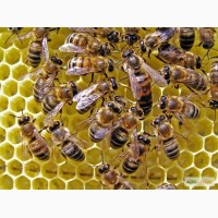 Продам пчелопакеты украинская степная