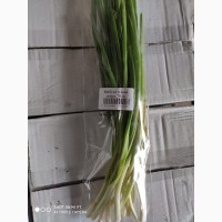 Продам круглый год лук зелёный ( перо )