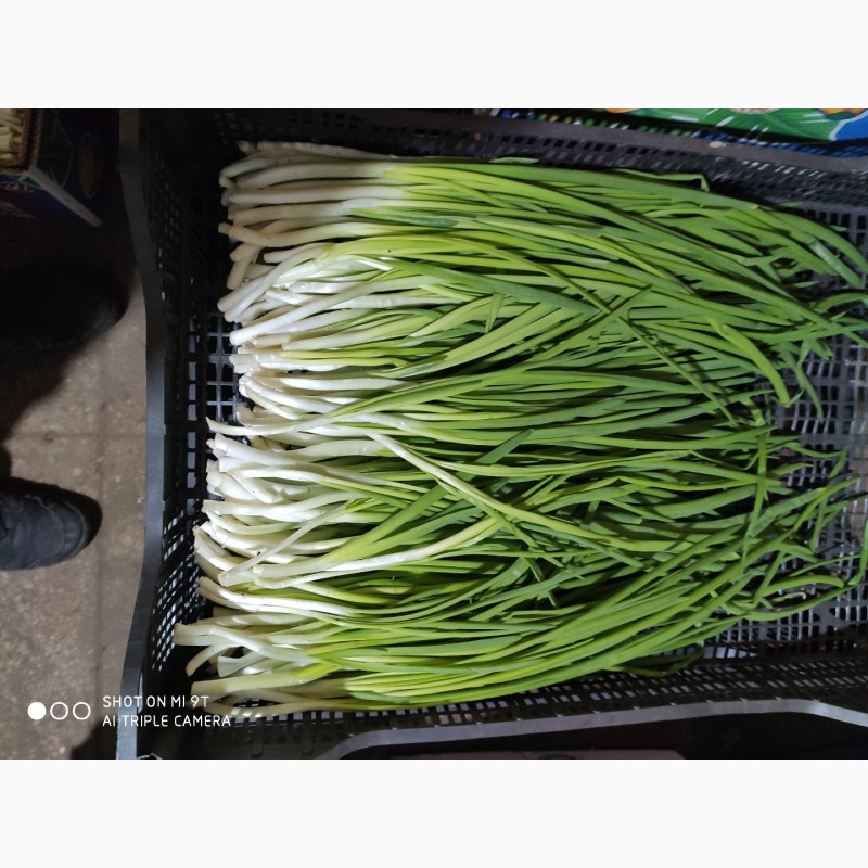 Фото 6. Продам круглый год лук зелёный ( перо )