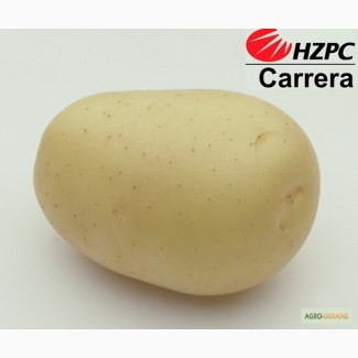 Семена картофеля Каррера