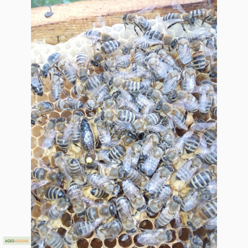Фото 2. Пропоную бджолині матки