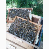 Пропоную бджолині матки. для ОПТОВИХ покупців ОСОБЛИВІ пропозиції