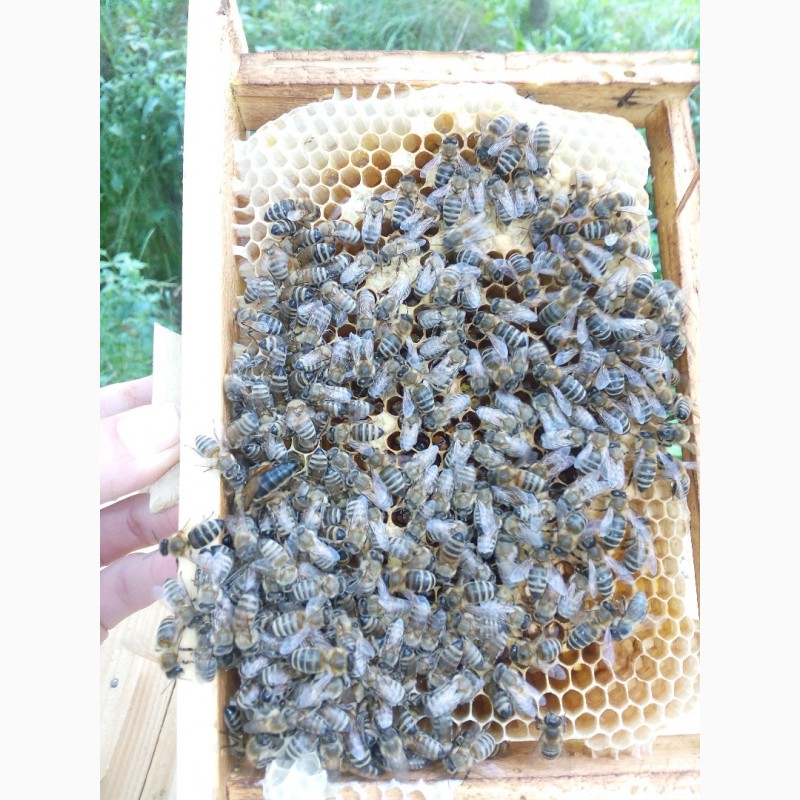 Фото 8. Пропоную бджолині матки