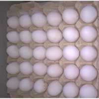 Ищу постоянного закупщика яиц
