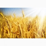 Принимаем сельхозпродукцию по всем регионам Украины (Пшеницу)