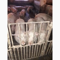 Продати свині