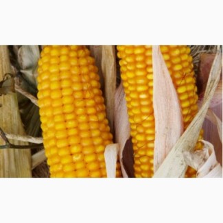 Продам високоурожайную кукурузу, урожай 2019, 2018 года