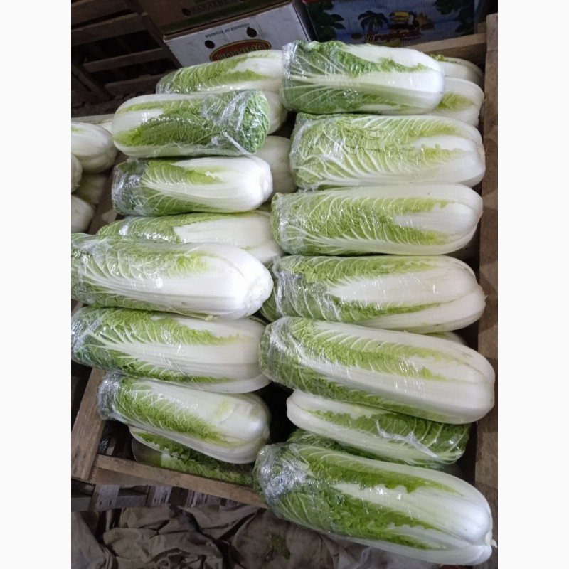 Фото 10. Продам пекінскую капусту від фермера з 5 тонн