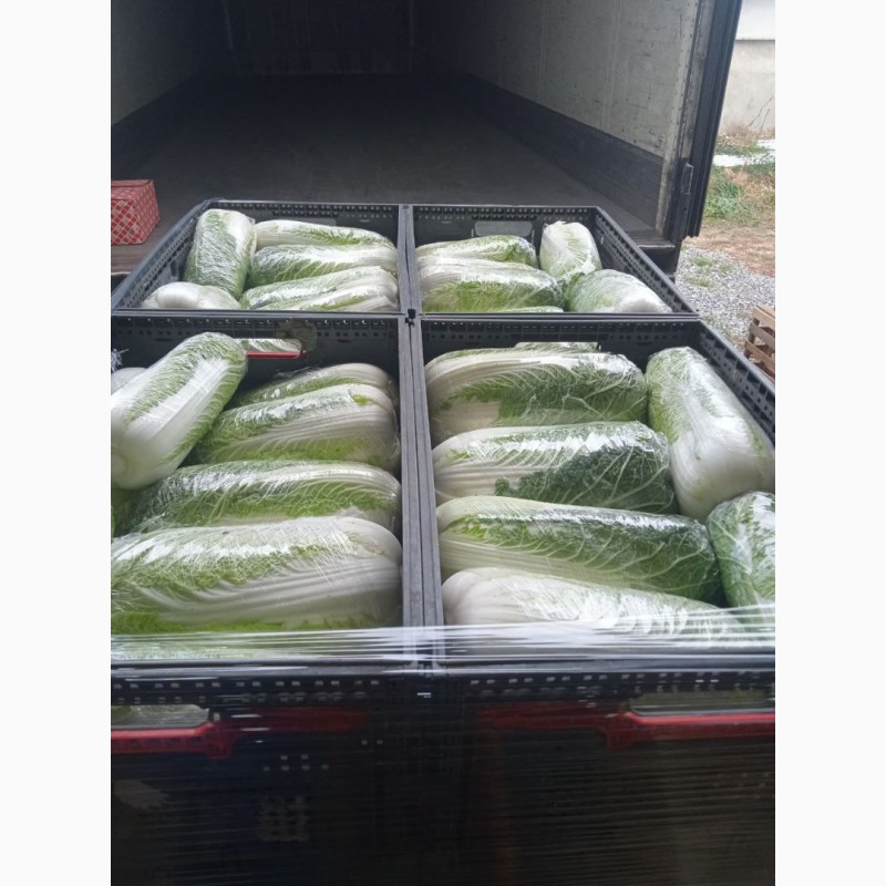 Фото 13. Продам пекінскую капусту від фермера з 5 тонн