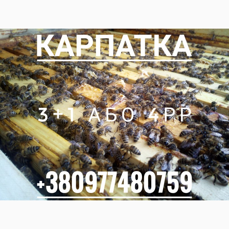 Фото 6. Бджолопакети.Пчелопакеты Карпатка