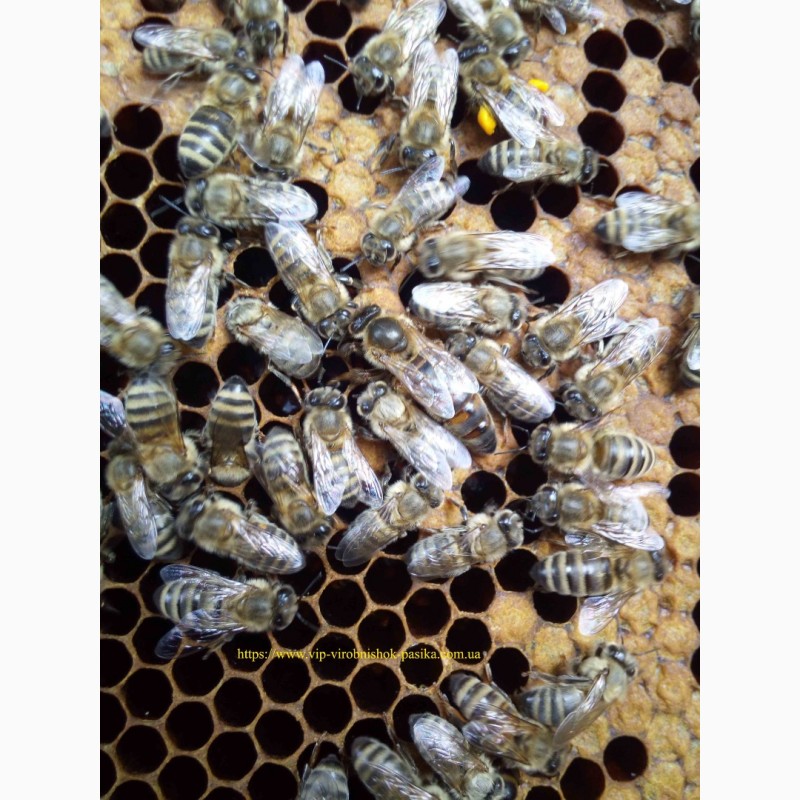 Фото 8. Бджолопакети.Пчелопакеты Карпатка