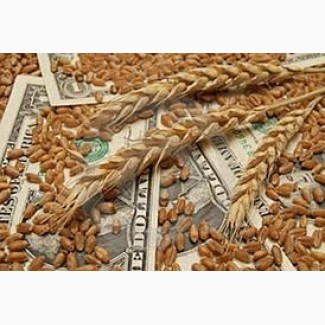Куплю пшеницу, зерноотходы пшеницы, некондиционное зерно
