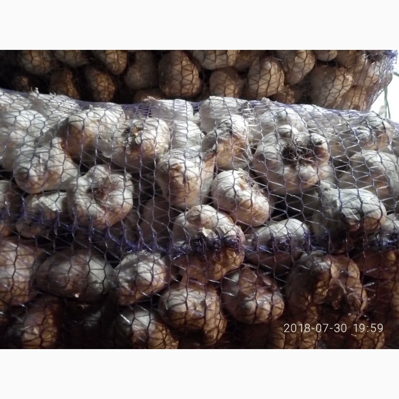 Фото 14. Семена чеснока на посадку ( ВОЗДУШКА) большой выбор сортов качество 100%